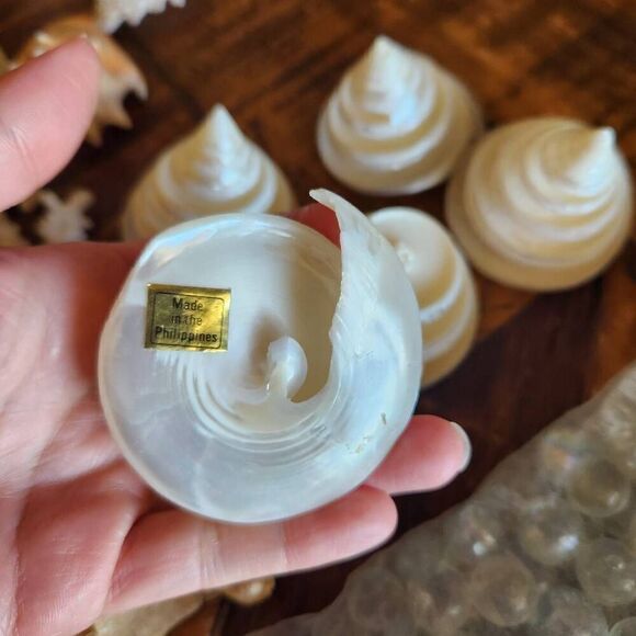 Large bundle of natural seashells barnacle starfish hermit scallop conch cerithi - Picture 6 of 14